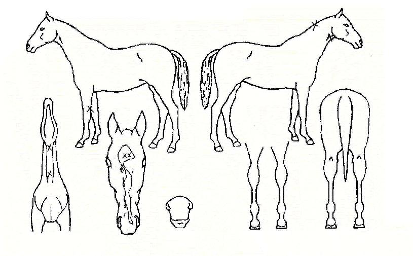 ���ڸ��� ����,���,�޸�,�λ�,�ٸ��� Ư¡����