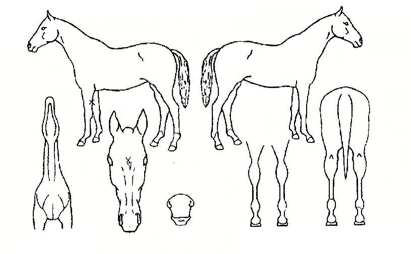 �����ڸ��� ����,���,�޸�,�λ�,�ٸ��� Ư¡����