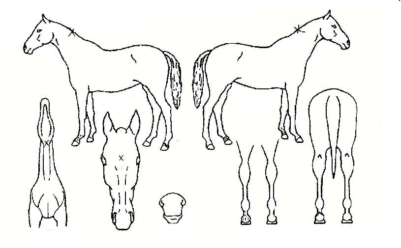 ǳ���� ����,���,�޸�,�λ�,�ٸ��� Ư¡����