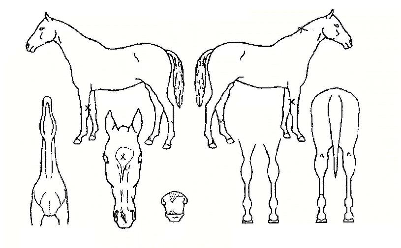 ��ӵ����� ����,���,�޸�,�λ�,�ٸ��� Ư¡����