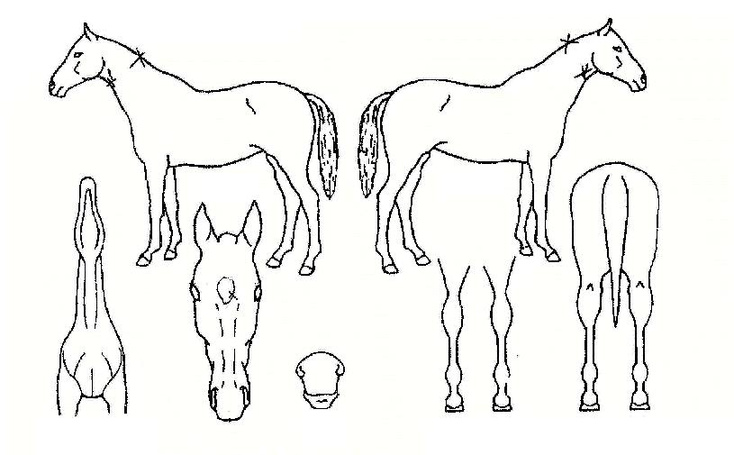 �������ڸ��� ����,���,�޸�,�λ�,�ٸ��� Ư¡����