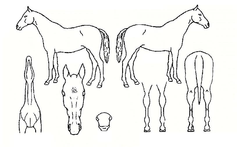 �켮�޾Ƹ��� ����,���,�޸�,�λ�,�ٸ��� Ư¡����