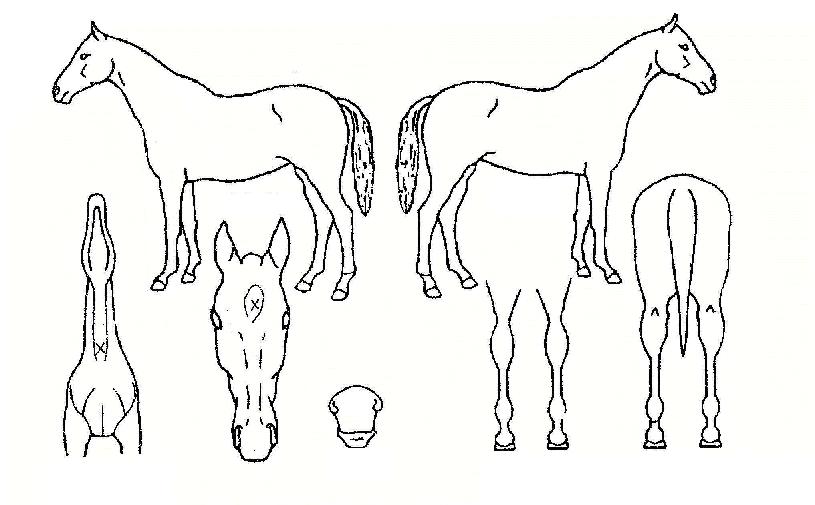 ������ ����,���,�޸�,�λ�,�ٸ��� Ư¡����