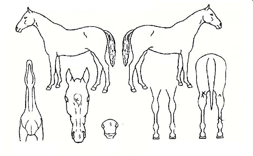 ½º¸¶Æ®È£Å©ÀÇ Ãø¸é,¿ì¸é,µÞ¸é,µÎ»ó,´Ù¸®ÀÇ Æ¯Â¡µµÇØ