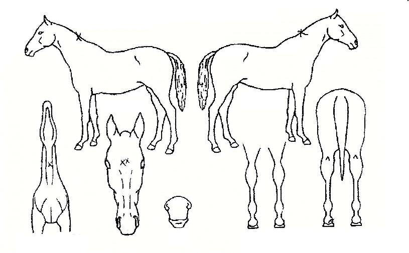 °ñµåÄÚ½ºÆ®ÀÇ Ãø¸é,¿ì¸é,µÞ¸é,µÎ»ó,´Ù¸®ÀÇ Æ¯Â¡µµÇØ