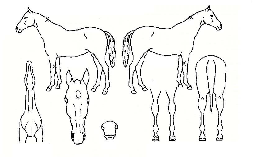 û���� ����,���,�޸�,�λ�,�ٸ��� Ư¡����