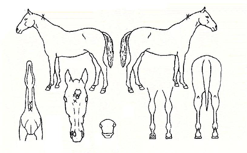 ÀÏÃâžçÀÇ Ãø¸é,¿ì¸é,µÞ¸é,µÎ»ó,´Ù¸®ÀÇ Æ¯Â¡µµÇØ