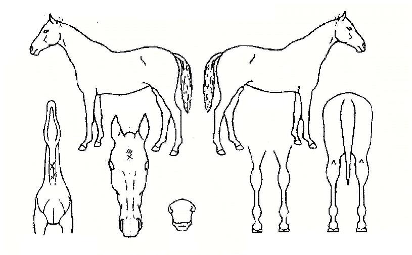 ��û������ ����,���,�޸�,�λ�,�ٸ��� Ư¡����