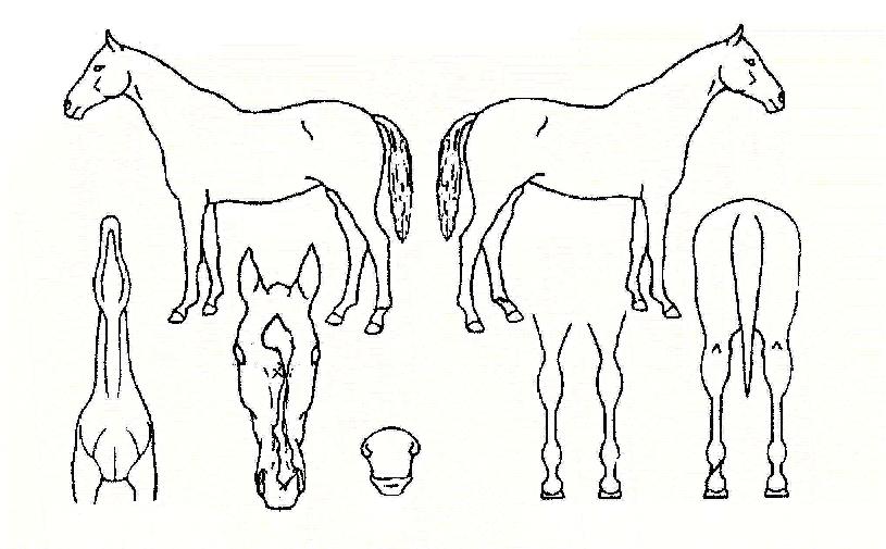 ������� ����,���,�޸�,�λ�,�ٸ��� Ư¡����