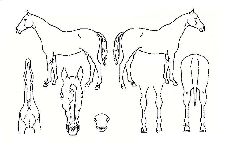 ÇູƯ±ÞÀÇ Ãø¸é,¿ì¸é,µÞ¸é,µÎ»ó,´Ù¸®ÀÇ Æ¯Â¡µµÇØ