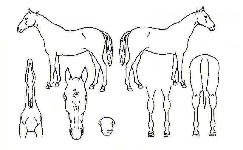 ŷ������ ����,���,�޸�,�λ�,�ٸ��� Ư¡����