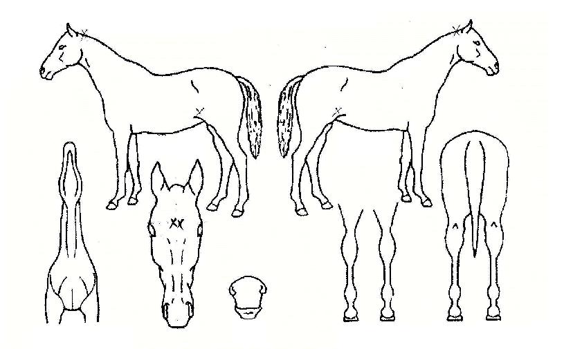 �޸����̾�Ʈ�� ����,���,�޸�,�λ�,�ٸ��� Ư¡����