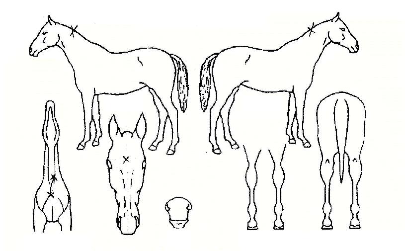 õº´ÀÇ Ãø¸é,¿ì¸é,µÞ¸é,µÎ»ó,´Ù¸®ÀÇ Æ¯Â¡µµÇØ