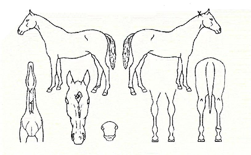 ����Ŀ�� ����,���,�޸�,�λ�,�ٸ��� Ư¡����