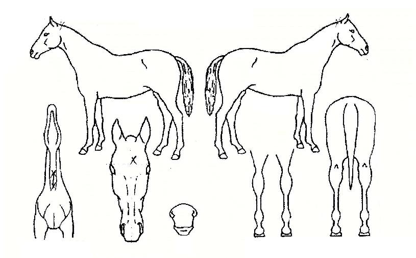 ¼±Á¦°ø°ÝÀÇ Ãø¸é,¿ì¸é,µÞ¸é,µÎ»ó,´Ù¸®ÀÇ Æ¯Â¡µµÇØ