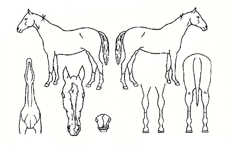 º£À̱׵帮¸ÓÀÚ¸¶ÀÇ Ãø¸é,¿ì¸é,µÞ¸é,µÎ»ó,´Ù¸®ÀÇ Æ¯Â¡µµÇØ