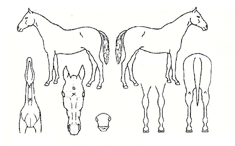 »õ¼ö¸®ÀÇ Ãø¸é,¿ì¸é,µÞ¸é,µÎ»ó,´Ù¸®ÀÇ Æ¯Â¡µµÇØ