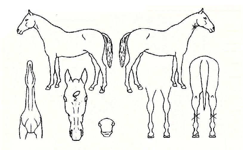 Å©¶ó¿î·£µåÀÇ Ãø¸é,¿ì¸é,µÞ¸é,µÎ»ó,´Ù¸®ÀÇ Æ¯Â¡µµÇØ