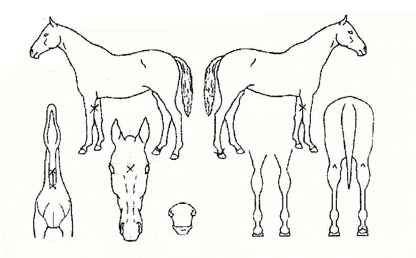 ´Ù±¹Àû¿ë»çÀÇ Ãø¸é,¿ì¸é,µÞ¸é,µÎ»ó,´Ù¸®ÀÇ Æ¯Â¡µµÇØ