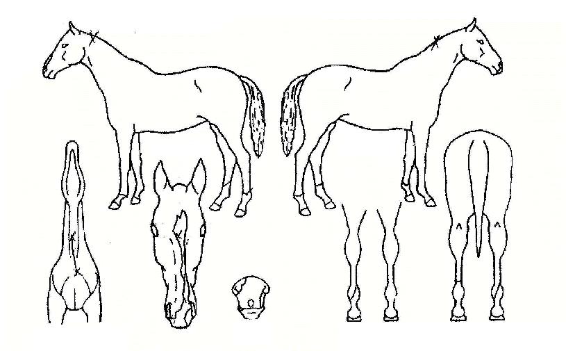 �ѷ���Ÿ�� ����,���,�޸�,�λ�,�ٸ��� Ư¡����