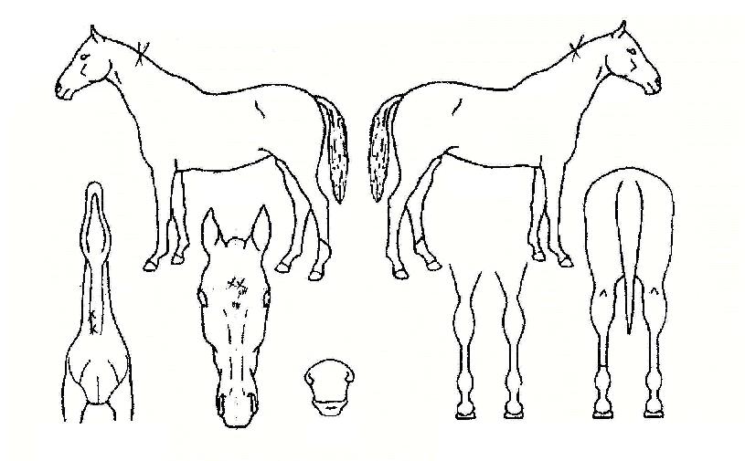 ü�̼��� ����,���,�޸�,�λ�,�ٸ��� Ư¡����