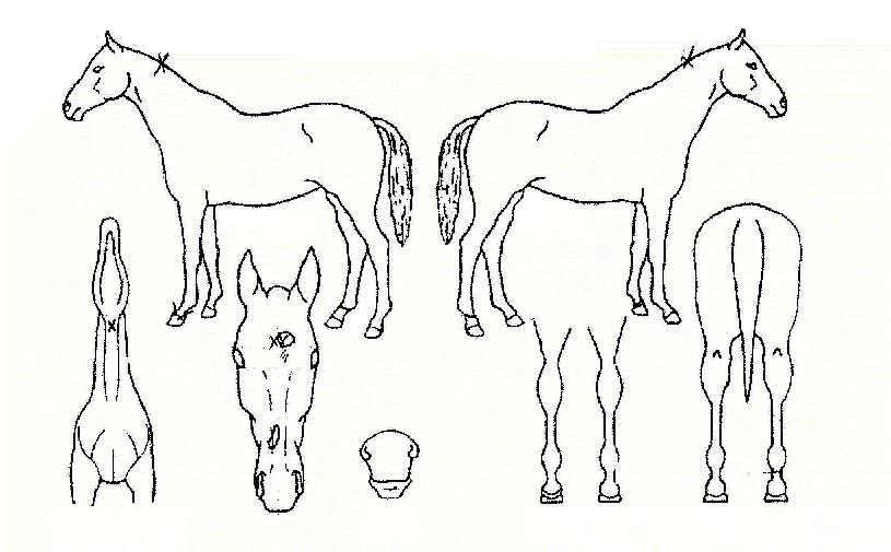 ³²Æ÷µ¿ÀÇ Ãø¸é,¿ì¸é,µÞ¸é,µÎ»ó,´Ù¸®ÀÇ Æ¯Â¡µµÇØ