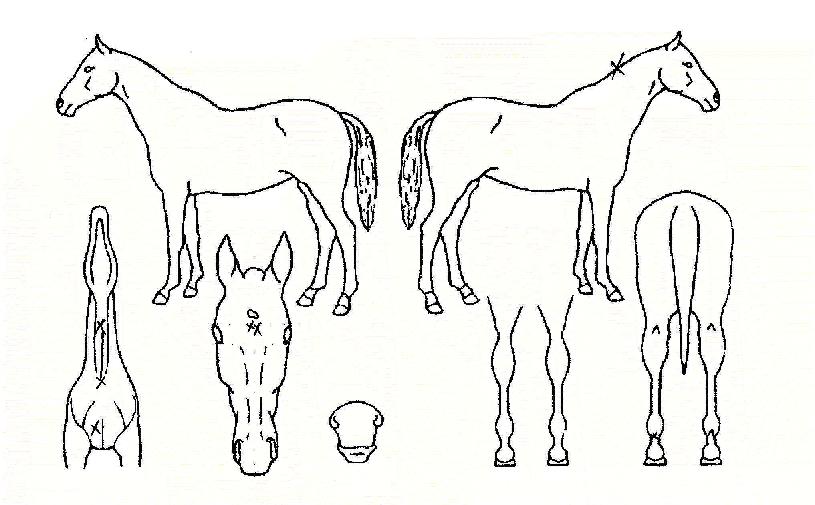 �����屺�� ����,���,�޸�,�λ�,�ٸ��� Ư¡����