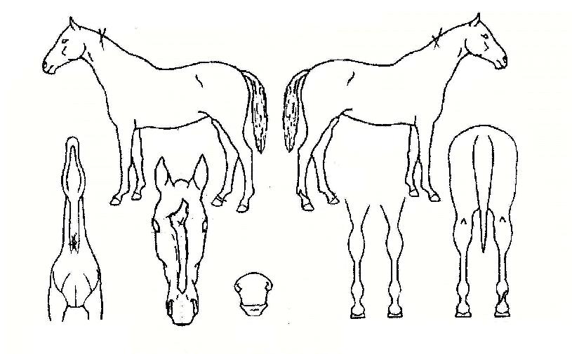 ��Ʈ������ ����,���,�޸�,�λ�,�ٸ��� Ư¡����