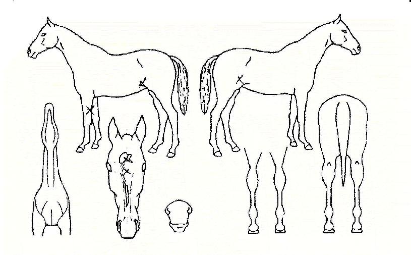 ÁÖ¸»Ãà¹èÀÇ Ãø¸é,¿ì¸é,µÞ¸é,µÎ»ó,´Ù¸®ÀÇ Æ¯Â¡µµÇØ