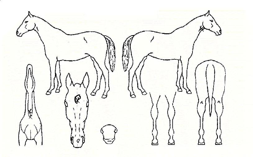 �����Ǳ��� ����,���,�޸�,�λ�,�ٸ��� Ư¡����