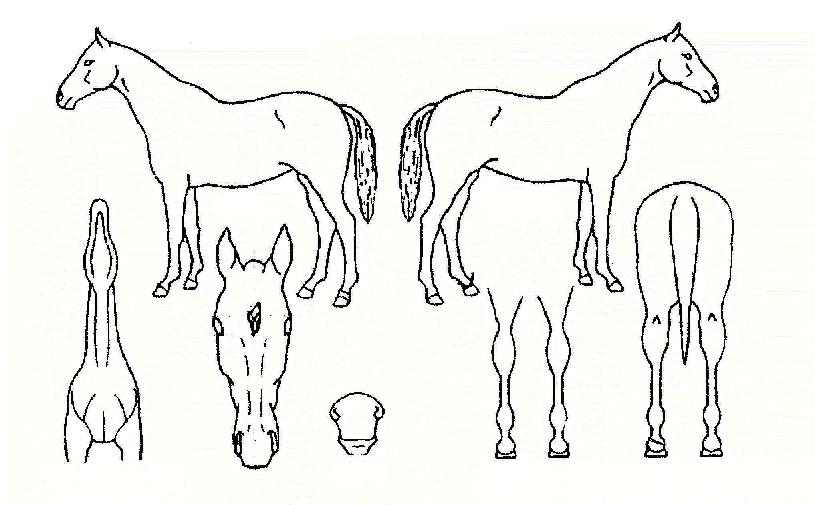 ijġÇÁ·¹ÀÌÁîÀÇ Ãø¸é,¿ì¸é,µÞ¸é,µÎ»ó,´Ù¸®ÀÇ Æ¯Â¡µµÇØ