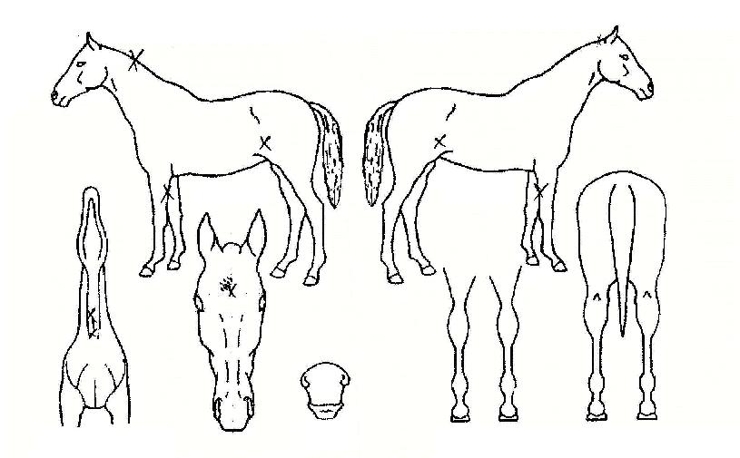 ǻó��ġ�� ����,���,�޸�,�λ�,�ٸ��� Ư¡����