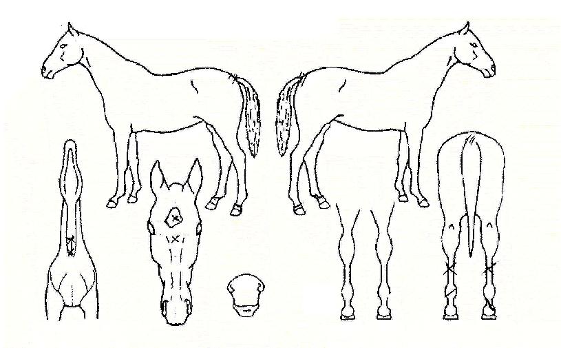 �ν�Ʈ������ ����,���,�޸�,�λ�,�ٸ��� Ư¡����