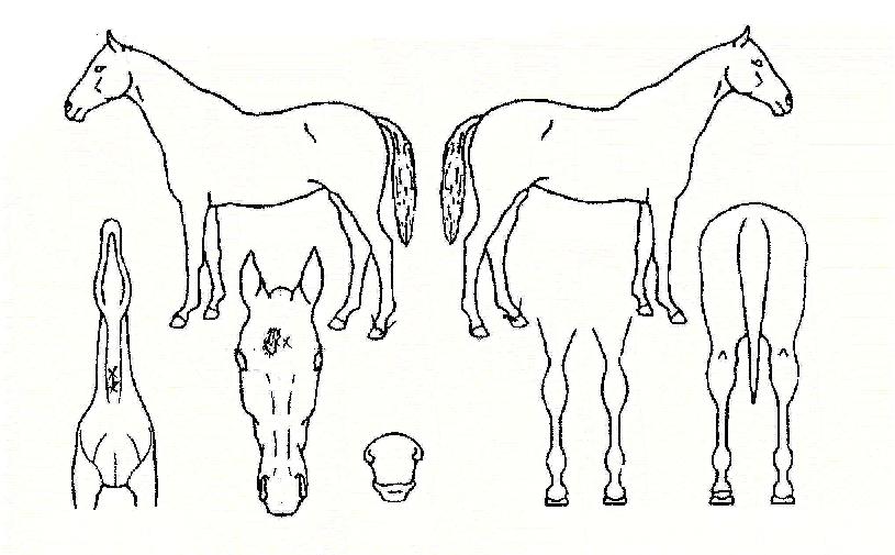 �����Ƽ�� ����,���,�޸�,�λ�,�ٸ��� Ư¡����