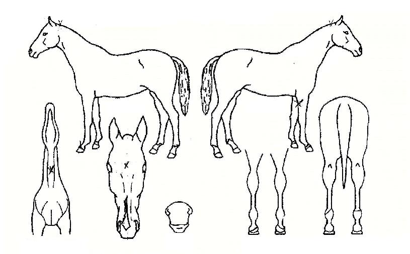 ¹Ì½ºÅͽŵå·ÒÀÇ Ãø¸é,¿ì¸é,µÞ¸é,µÎ»ó,´Ù¸®ÀÇ Æ¯Â¡µµÇØ