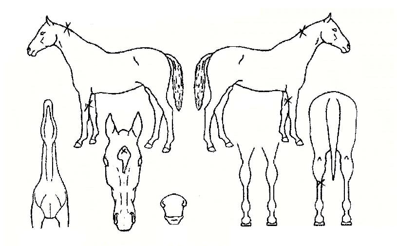 ��½�ȭ�� ����,���,�޸�,�λ�,�ٸ��� Ư¡����