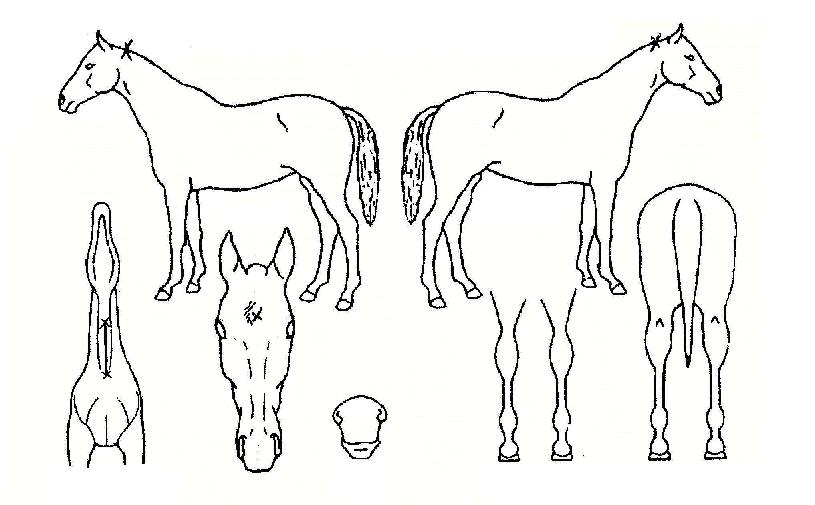 »õ½ÂÀÚÀÇ Ãø¸é,¿ì¸é,µÞ¸é,µÎ»ó,´Ù¸®ÀÇ Æ¯Â¡µµÇØ