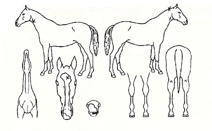 õ�⺸���� ����,���,�޸�,�λ�,�ٸ��� Ư¡����