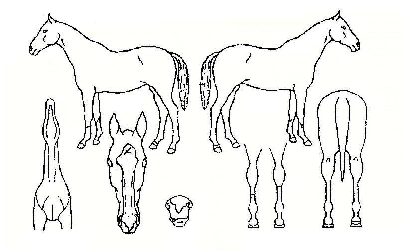 ¿Õºû³ªÀÇ Ãø¸é,¿ì¸é,µÞ¸é,µÎ»ó,´Ù¸®ÀÇ Æ¯Â¡µµÇØ