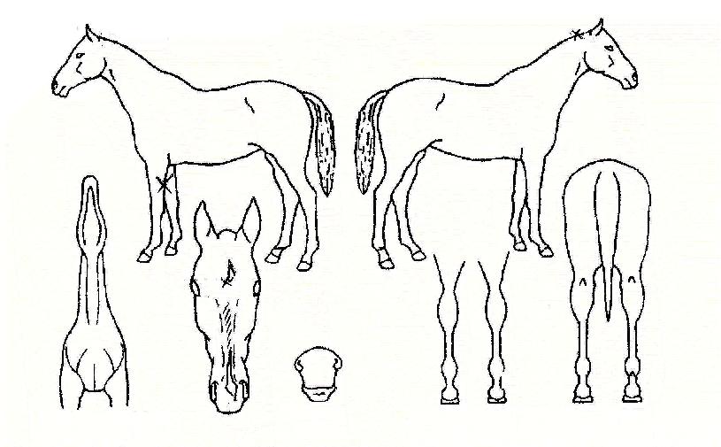 µðÇÁ¶óÀ̺êÀÇ Ãø¸é,¿ì¸é,µÞ¸é,µÎ»ó,´Ù¸®ÀÇ Æ¯Â¡µµÇØ