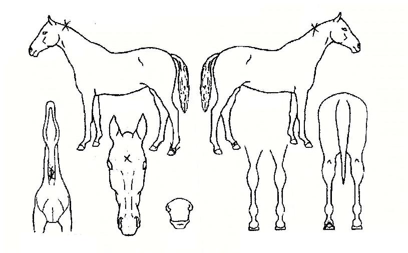 ������� ����,���,�޸�,�λ�,�ٸ��� Ư¡����