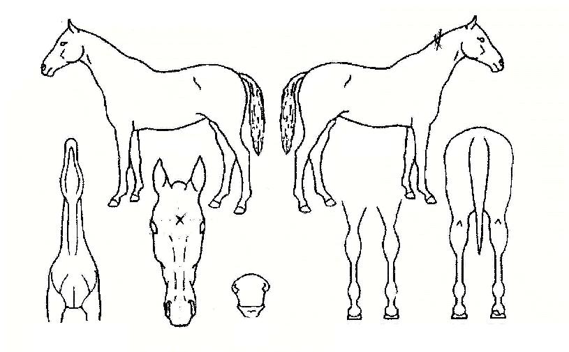 ºô¸®ºêÀιÌÅõÀÚ¸¶ÀÇ Ãø¸é,¿ì¸é,µÞ¸é,µÎ»ó,´Ù¸®ÀÇ Æ¯Â¡µµÇØ