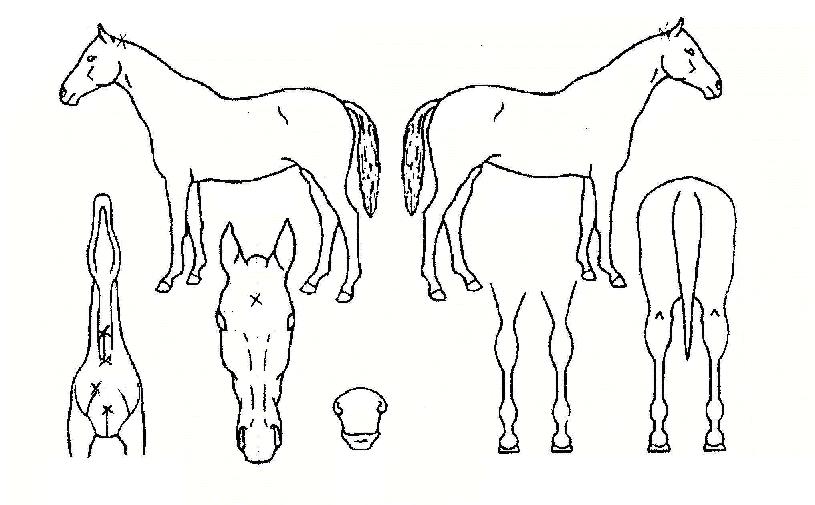 �뼺Ȳ�� ����,���,�޸�,�λ�,�ٸ��� Ư¡����