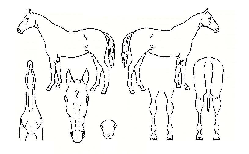 ÆÛÆåÆ®·¯½¬ÀÇ Ãø¸é,¿ì¸é,µÞ¸é,µÎ»ó,´Ù¸®ÀÇ Æ¯Â¡µµÇØ