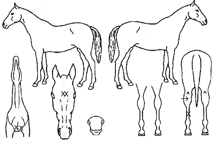 Äè¼ÓźÀÇ Ãø¸é,¿ì¸é,µÞ¸é,µÎ»ó,´Ù¸®ÀÇ Æ¯Â¡µµÇØ