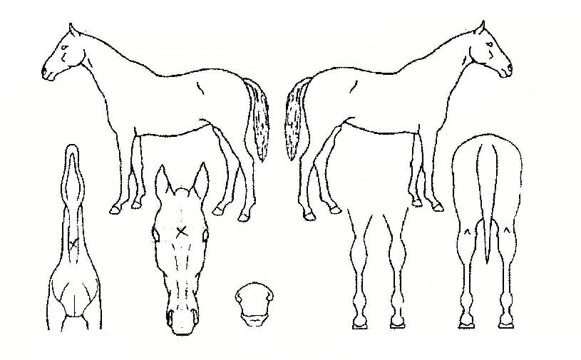 õ�������� ����,���,�޸�,�λ�,�ٸ��� Ư¡����