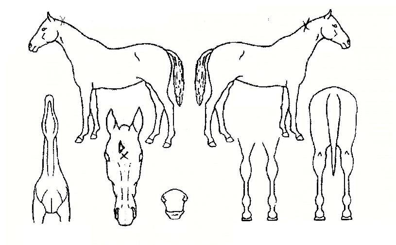 ���������� ����,���,�޸�,�λ�,�ٸ��� Ư¡����