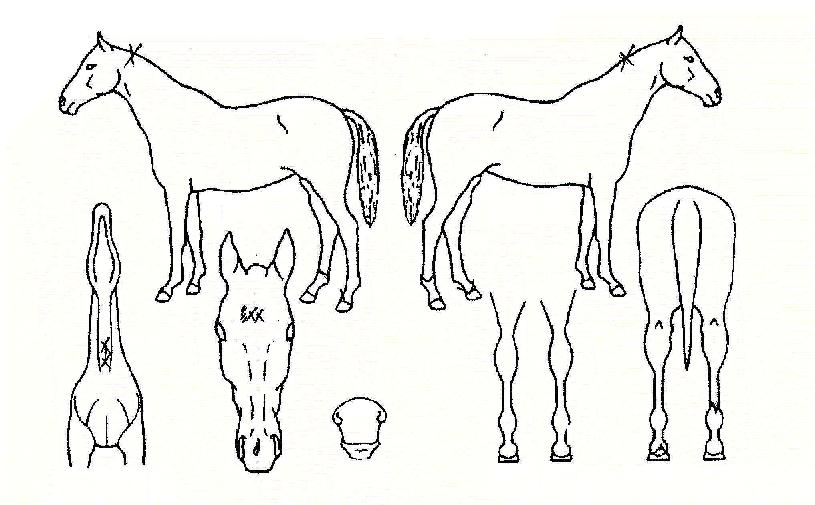 ÀDZâõÃßÀÇ Ãø¸é,¿ì¸é,µÞ¸é,µÎ»ó,´Ù¸®ÀÇ Æ¯Â¡µµÇØ