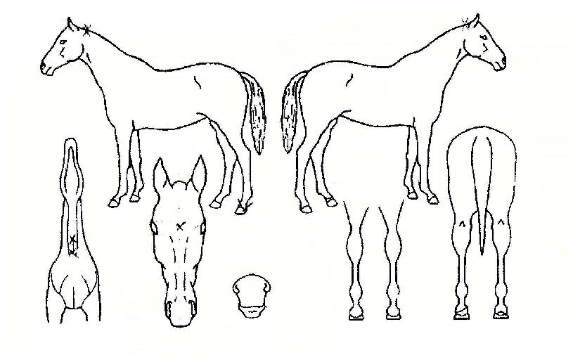 õµÕÀ屺ÀÇ Ãø¸é,¿ì¸é,µÞ¸é,µÎ»ó,´Ù¸®ÀÇ Æ¯Â¡µµÇØ