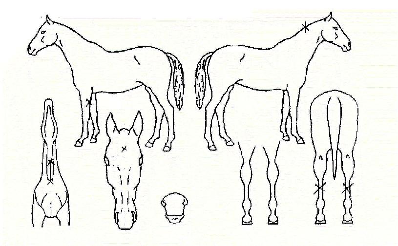 ½Å¶ó¿øÀÇ Ãø¸é,¿ì¸é,µÞ¸é,µÎ»ó,´Ù¸®ÀÇ Æ¯Â¡µµÇØ